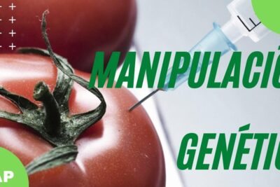 Close-up of a syringe aimed at a ripe tomato illustrating manipulación genetica 1.