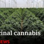 Legalización de la marihuana medicinal: Descubre sus poderosos beneficios y argumentos naturales