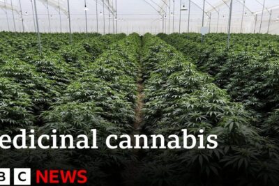Dense rows of marihuana medicinal 1 plants growing in a controlled greenhouse