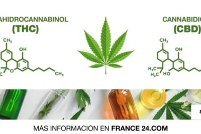 Diagram showing THC and CBD chemical structures alongside a cannabis leaf and bottles of oil for marihuana terapeutica 1.