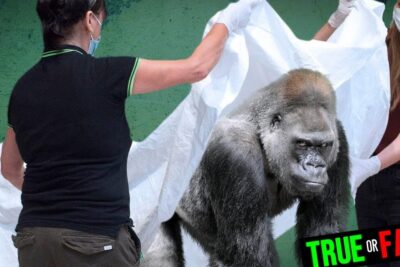 Gorilla being unveiled by masked handlers against a green backdrop with a TRUE or FALSE label, menneskelig kloning 1