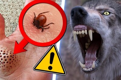 Magnified tick embedded in human skin with a warning symbol beside a snarling wolf illustrating mennesker dyr interaction.