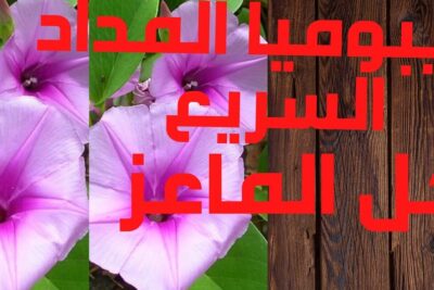 Close-up of purple morning glory flowers with green leaves, a rustic wooden plank background and bold red Arabic script overlay, monia etuja.