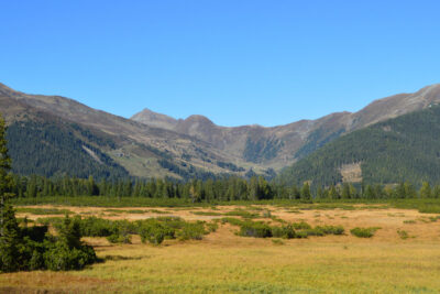 Alpine meadow and evergreen forest with distant mountain peaks under a clear blue sky showcasing pristine natur