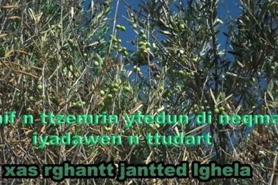 Sunlit olive branches with clusters of green olives against a clear blue sky, nif n