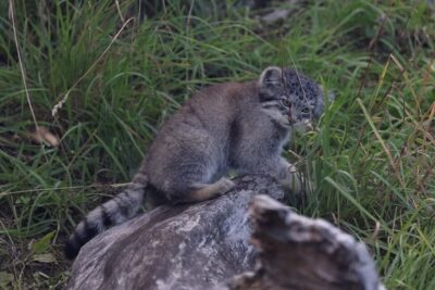 Small fluffy wildcat kitten with ringed tail in grass on tarkeaa 156.