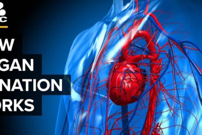 3D medical illustration of the heart and blood vessels emphasizing organ donation 1