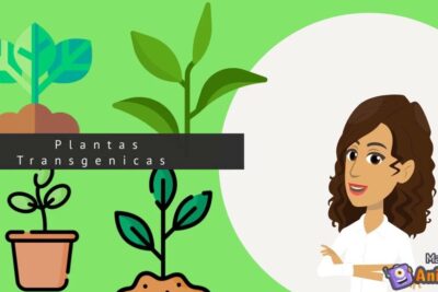 Illustration of transgenic plants, a potted seedling and a cartoon presenter highlighting organismos transgenicos 3