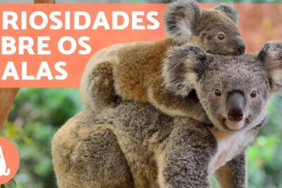 Koala mother carrying a joey on her back, os coalas 1