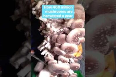 Clusters of pale oyster mushrooms growing densely on vertical substrate in a pa miljoet mushroom farm