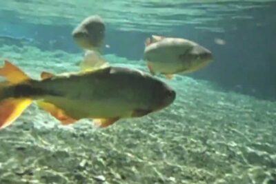 Group of fish with orange fins peixes nadam above a clear pebbled bottom.