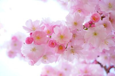Close-up of delicate pink cherry blossoms against a bright background, ideal for planta transgeenisten puolesta ja vastaan kannattavaa keskustelua themed visuals.
