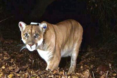 A mountain lion wearing a tracking collar at night on a leaf-covered forest floor illustrating pros cons of monitoring