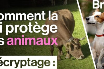 Grazing cow and attentive dog symbolizing protection animaux and animal welfare
