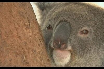 Close-up of a koala resting against a tree trunk illustrating efforts to proteger koalas 1.