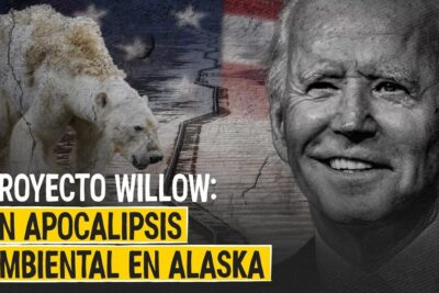 Polar bear by a cracked Arctic shoreline with a grayscale portrait and bold lettering referencing proyecto willow.