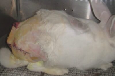 White lab rabbit with stitched incision on hindquarters related to pruebas animales