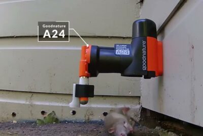 Black and orange wall-mounted ratten val attached to house siding with a rat on the ground beneath