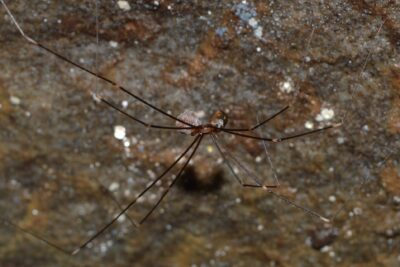 Long-legged harvestman carrying a cluster of translucent eggs on a rocky surface, relevante 4.