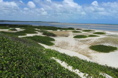 Panoramic sandy coastal dunes dotted with low green shrubs and tidal flats, relevante 6