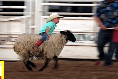Child in a cowboy hat riding a sheep during mutton busting at rodeo events.