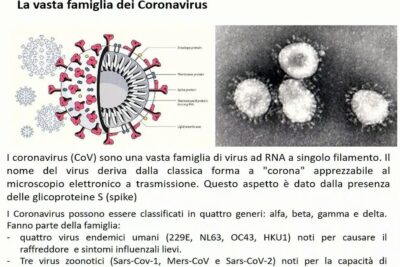 Schematic cross-section and electron micrograph of coronaviruses highlighting spike proteins and labeled components for salute umana 6