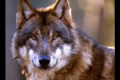 Close-up portrait of a wolf with amber eyes and dense fur in a sunlit forest, schutz natur 1.