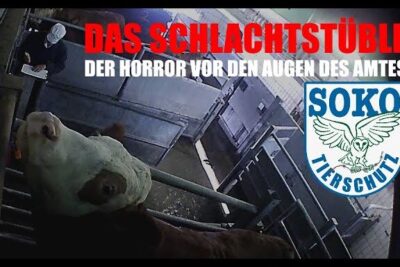 Cattle held in metal pens inside a slaughterhouse corridor conveying schutz tiere concerns.