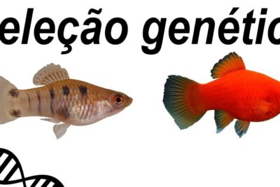 Two contrasting aquarium fish with a DNA helix graphic illustrating selecao genetica.
