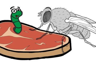 Cartoon image of a smiling green worm wearing glasses and a large sketch-style fly perched on a raw steak, spontan generation 1.