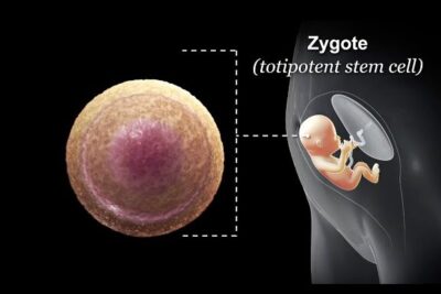 Diagram of a zygote and early embryo illustrating a totipotent stem cell stage and labeled stem cells 3.