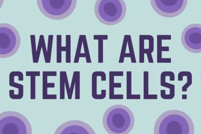 Illustration asking 'What are stem cells?' with purple cell graphics and the phrase stem cells 4