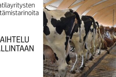 Row of dairy cows standing in a modern barn aisle highlighting herd alignment and tasaaminen voi 1.
