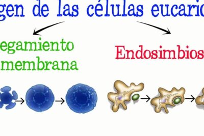 Illustrative comparison of membrane folding and endosymbiosis showing sequential cell changes for teoria endosimbiotica 1.