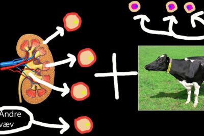 Illustration of kidney-derived cells and a cow representing terapeutisk kloning 1