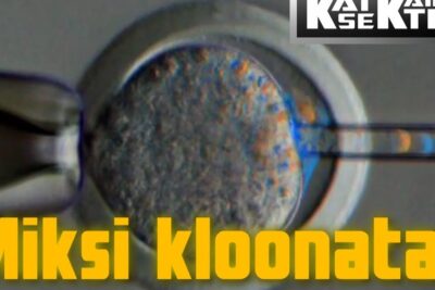 Close-up of an embryo held by a pipette with a microinjection needle poised for cell transfer, illustrating therapeutic cloning procedure terapeuttinen kloonaus 1.