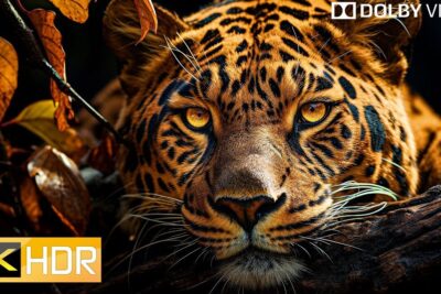 Close-up of a resting leopard with intense amber eyes symbolizing terveyden suojelemisen.