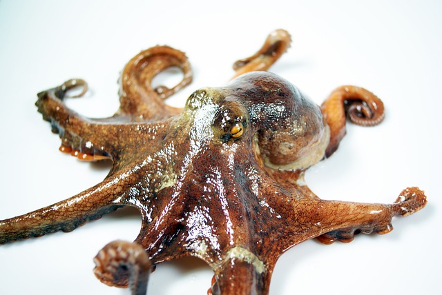 Kraken is real if or not