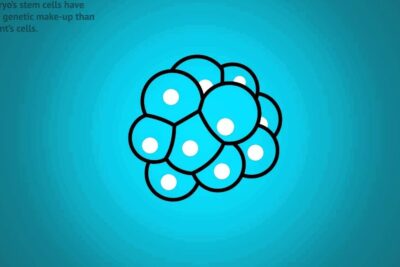 Stylized blue embryonic cell cluster on teal gradient background representing therapeutic cloning 1.