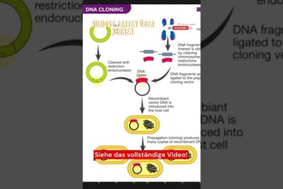 Diagram illustrating plasmid cleavage, ligation and bacterial propagation for therapeutische klonen 2