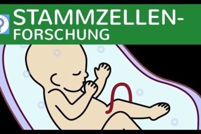 Stylized illustration of a fetus in a womb with an umbilical cord under the header STAMMZELLEN-FORSCHUNG representing therapeutische klonen 3.