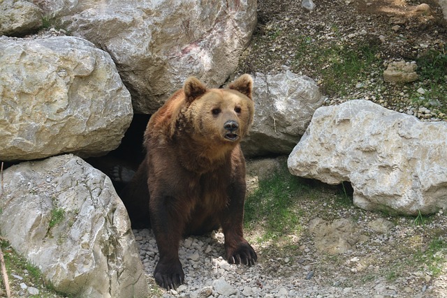 Zugunsten oder gegen die tierjagd