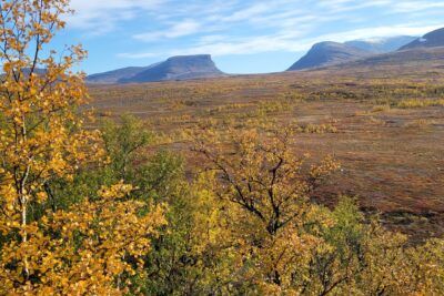 Golden birch trees in autumn foreground with distant flat-topped mountains across a wide tundra till att