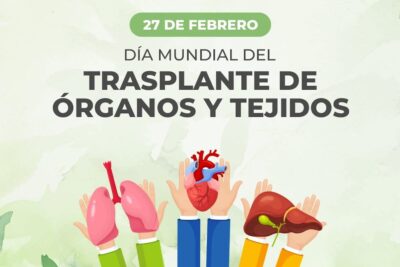 Hands holding illustrated heart, lungs, and liver promoting trasplante organos 2.