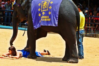 A performer lies on a mat as a large elephant wearing a purple decorative cloth stands nearby in a sandy arena, tyrefagtning er showcased.
