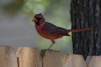 Male northern cardinal perched on a wooden fence with a blurred tree and foliage background, unnamed file 9.