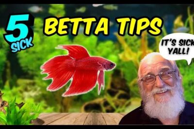 Red betta fish in a planted aquarium with bold '5 Betta Tips' text and a smiling bearded man, uskovat etta 16.