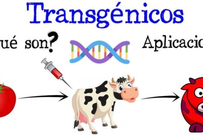 Cartoon-style image showing a tomato, syringe, DNA icon, cow and livestock graphic illustrating uso transgenicos and genetic modification