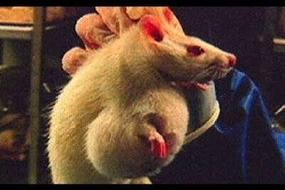 Albino laboratory rodent with pronounced abnormal growths and malformed features held by a gloved hand, veranderte organismen 1.