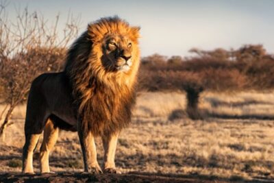 A male African lion with a full mane standing on a grassy plain at golden hour, vida selvagem 2.